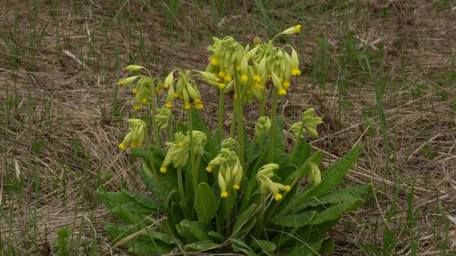 Primrose yellow. Primula veris officinalis. Sunny spring day