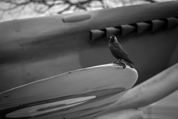 Jackdaw standing on wingtip of WWII aircraft, Spitfire