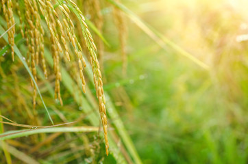 Rice fields in northern Thailand
