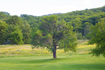 View of a green tree in a meadow on mountain; nature background.