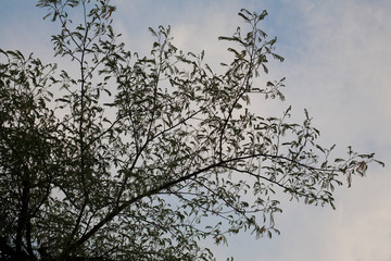 Background of tree branches with leaves against the sky.