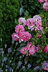 Pink roses in rock garden