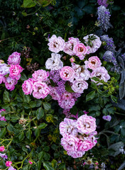 Pink roses in rock garden