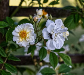 Obraz na płótnie Canvas White roses close up