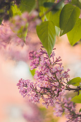 Pink lilac bush bud close up on a blurred bokeh background. spring bloom of decorative flowers close-up. blooming branch in the garden. copy space