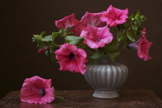 Beautiful background with flower - red petunia