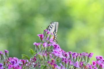 The Papilio Machaon, a fine specimen of butterfly, perched on the colorful flowers of the geranium