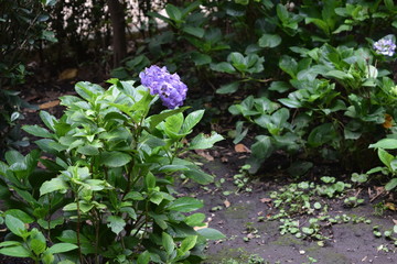 Flor morada