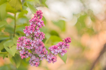 Pink lilac bush bud close up on a blurred bokeh background. spring bloom of decorative flowers close-up. blooming branch in the garden. copy space