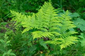 Beautyful ferns leaves green foliage natural floral fern background in sunlight.