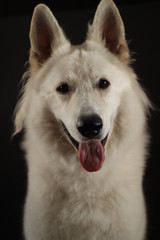 Pies biały owczarek portret