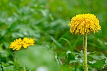 fluffy ripe white dandelion growing in the grass on a blurred bokeh background close-up. copy space macro