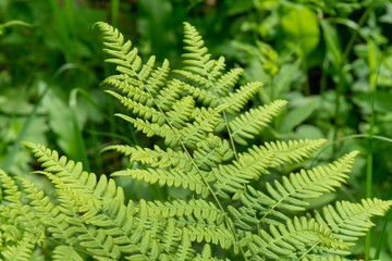 Beautyful ferns leaves green foliage natural floral fern background in sunlight.