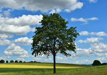Fototapeta na wymiar A tree against the blue sky, white clouds and green fields. Summer.