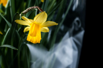 Beautiful yellow narcissus flowers close-up, on a black background.