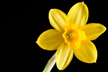 Flower of yellow narcissus close up on a black background, isolate. Petals and pistils with ticles.