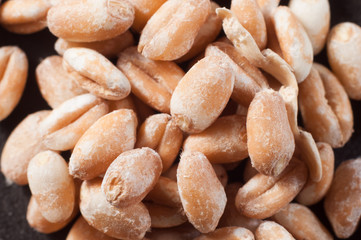 Whole grain wheat grains close-up. Macro shooting.