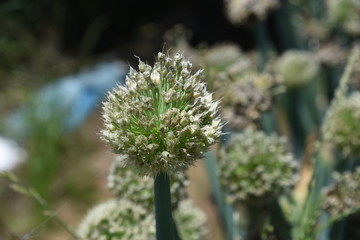 Onion head (Green onion flowers)
