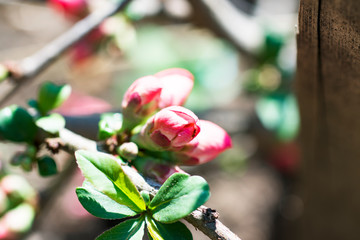 Large buds of Japanese quince on a branch. Macro. Selective focus.