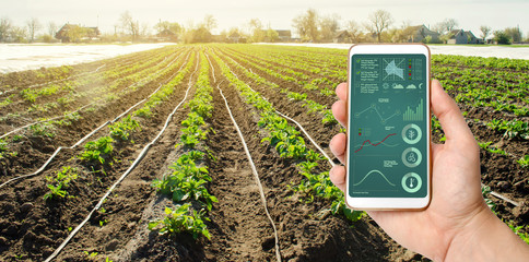 A hand is holding a smartphone with irrigation system management and analytics of data on the status of potato bushes. Young potatoes growing in the field. Agriculture landscape. Farming. - obrazy, fototapety, plakaty