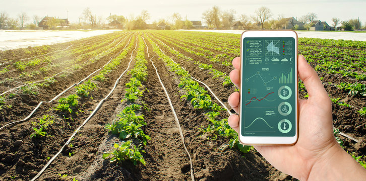 A hand is holding a smartphone with irrigation system management and analytics of data on the status of potato bushes. Young potatoes growing in the field. Agriculture landscape. Farming.