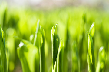 Green background of Lily of the valley leaves. Texture. Selective focus. Macro.