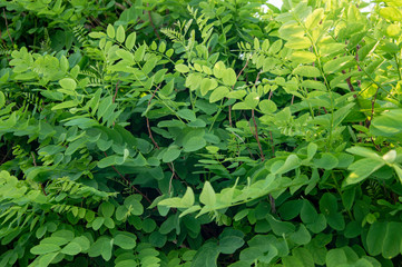 Fototapeta premium background of green leaves
