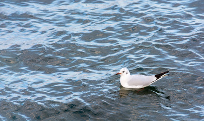 White seagull swimming in the sea. Sea bird. Bright colors.