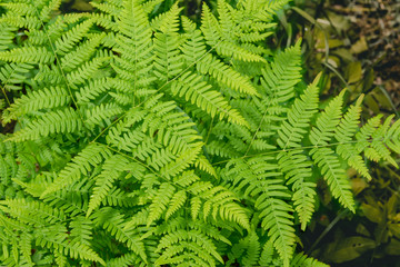 Fern in the forest close-up. Green fern in selective focus.