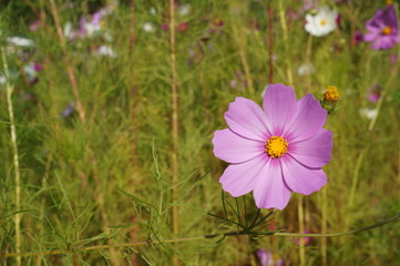 Fototapeta premium colorful Cosmos Flowers autumn sunny day