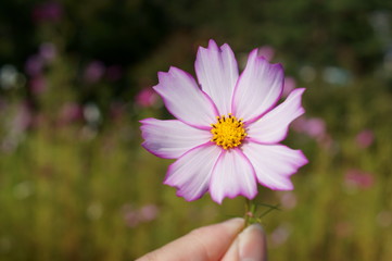 Obraz premium colorful Cosmos Flowers autumn sunny day