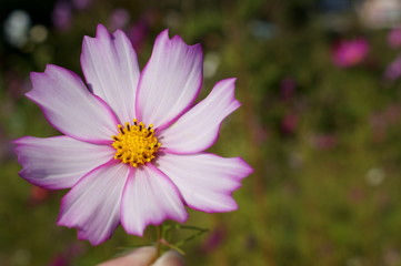 colorful Cosmos Flowers autumn sunny day