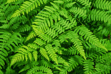 Fototapeta na wymiar Fern in the forest close-up. Green fern in selective focus.