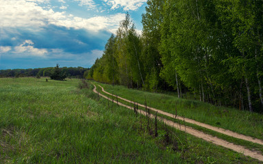 Beautiful landscape. Field, forest and sky. Panorama. Green juicy grass. Coniferous forest on the horizon. Cumulus in the sky. Fluffy clouds. Dirt road. Fabulous place.