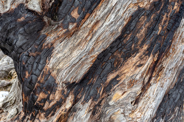The trunk of an old tree damaged by fire in the forest.