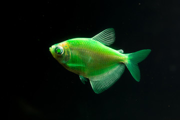 Aquarium fish. Black tetra. Gymnocorymbus ternetzi. Bright glowing colors. Animals. Dark background.