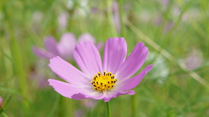 Obraz premium colorful Cosmos Flowers autumn sunny day