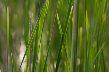 Fresh green grass on the lawn. Natural green blurred background.