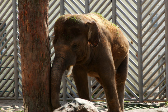 Elephant near a tree