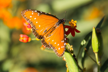 Milkweed being used by Monarch Butterfly on its southern migration through Central Texas to Mexico.