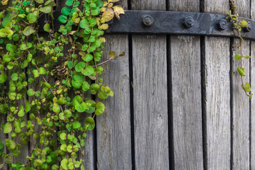 Green ivy on an old wooden barrel. The plant is woven along cracked wooden planks. Old surface. Empty space for text.