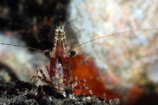 Amazing Underwater World - Red Marble Shrimp. Diving and macro photography. Tulamben, Bali, Indonesia.