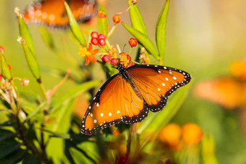 Fototapeta na wymiar Monarchs butterflies feeding on Milkweed in Central Texas on southerly migration to Mexico.