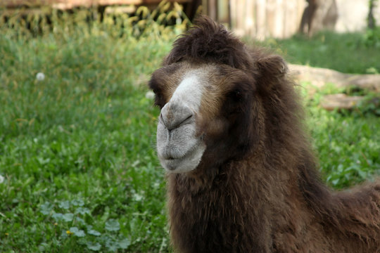 beautiful camel profile