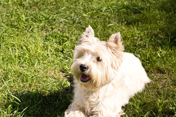 The West highland white Terrier on a green lawn..