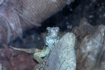 Lizard behind the glass exotic pets photo for text
