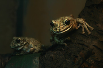 tree frogs exotic pets photo for text