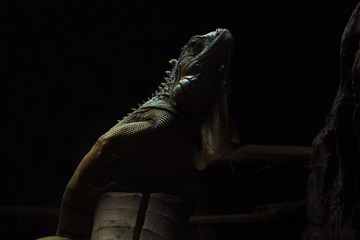 terrarium iguana black background picture for text