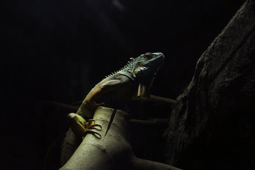 Iguana in terrarium black background