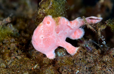 Amazing underwater world - Painted frogfish - Antennarius pictus. Tulamben, Bali, Indonesia.